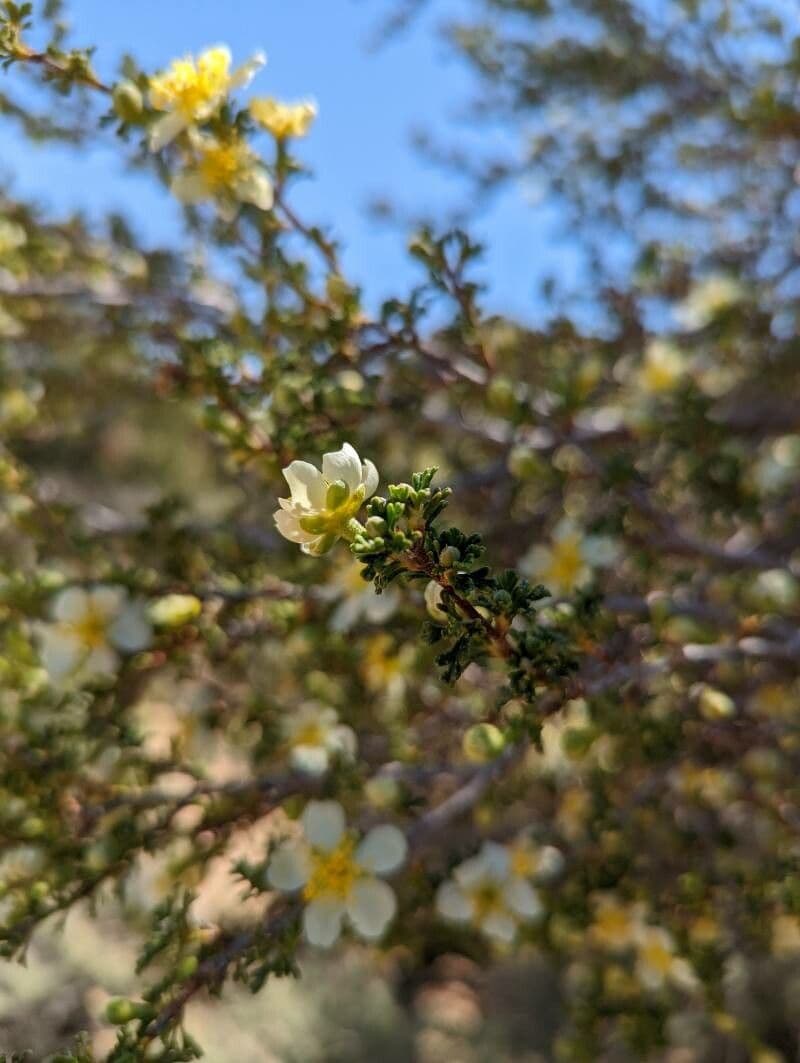 Purshia tridentata 6