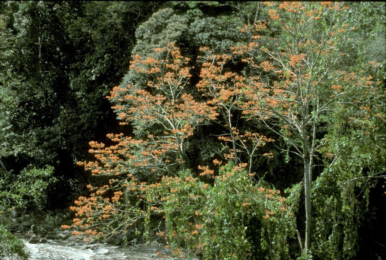Poeppigs Korallenbaum 6