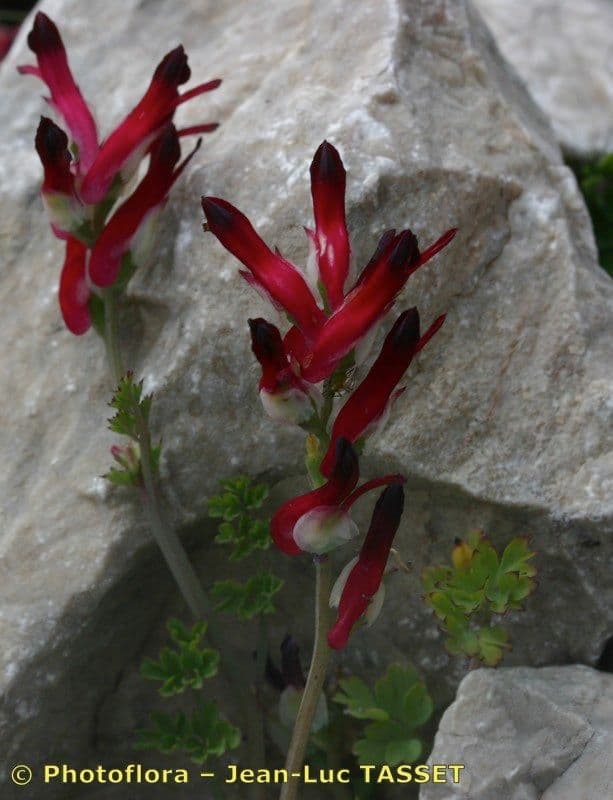 Fumaria macrosepala 5