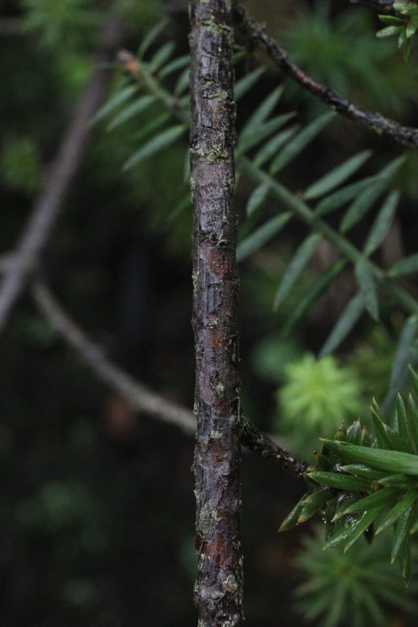 Anden-Pflaumen-Eibe 16