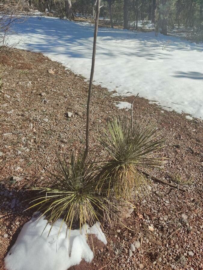 Schmalblättrige Yucca 9