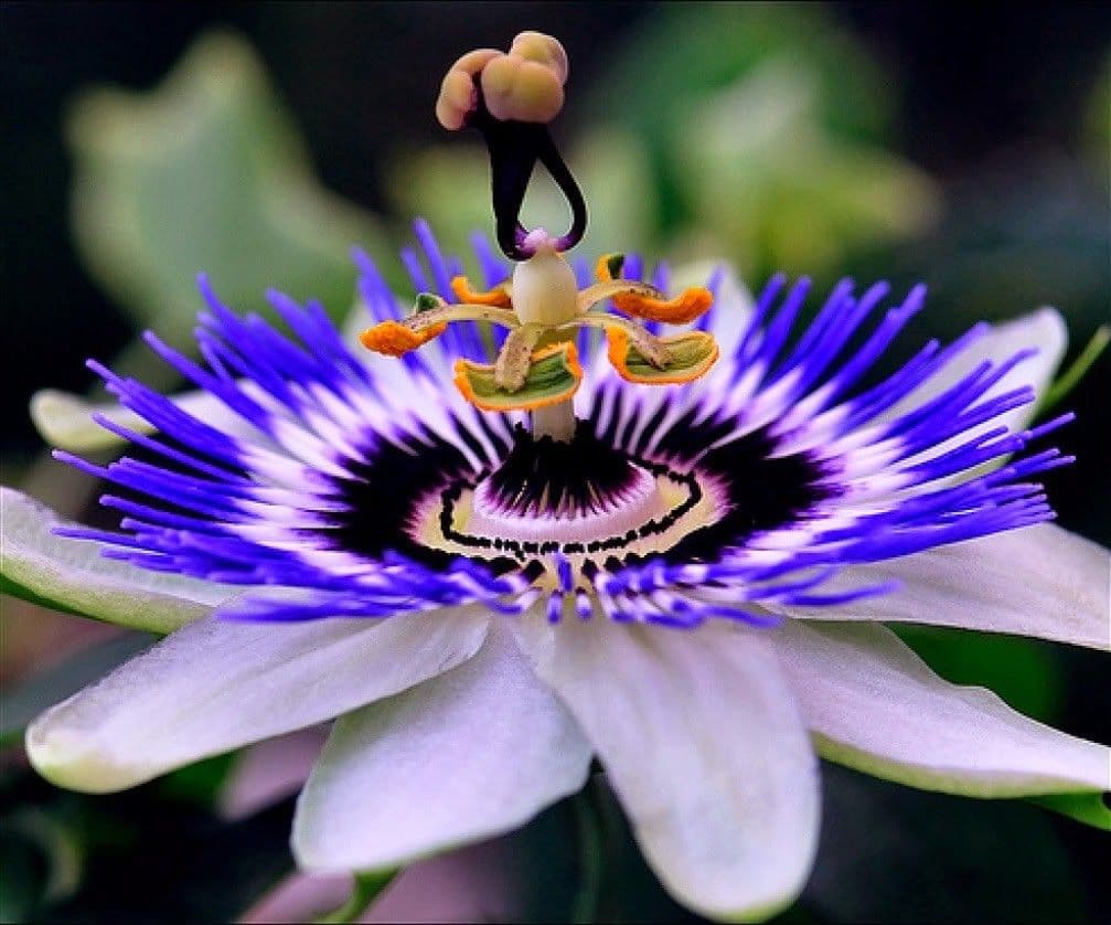 Passiflora azzurra 10