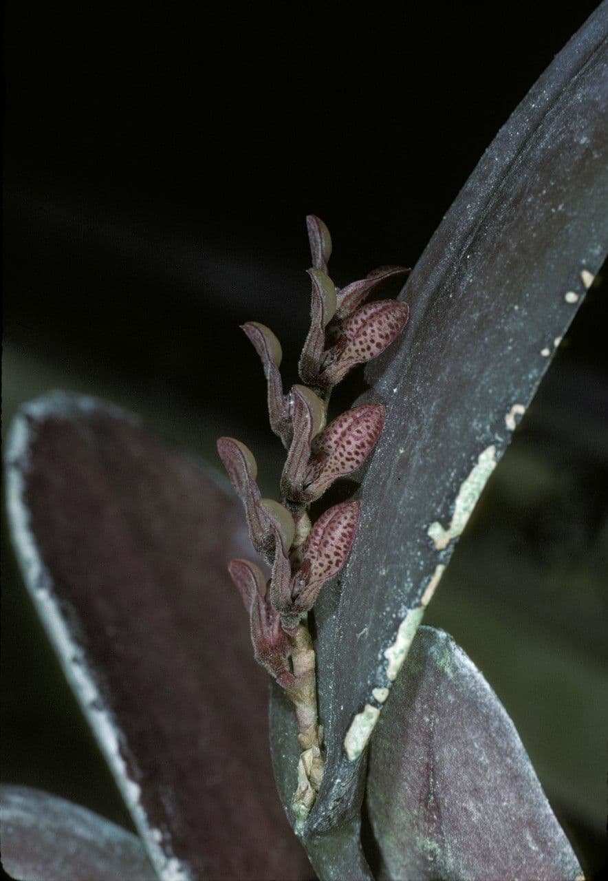 Acianthera 2