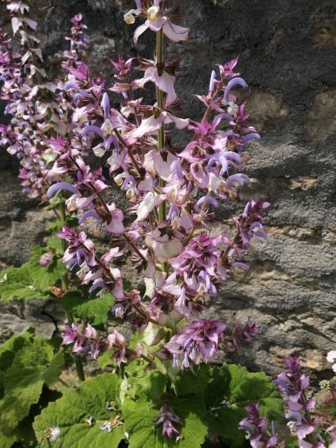 Šalvia muškátová 9