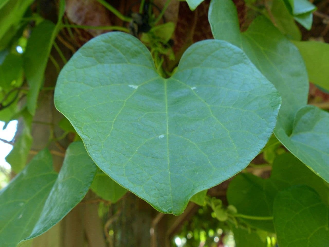 Fiore d'anatra 17