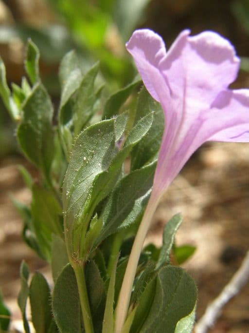Petunia selvatica di Parry 3