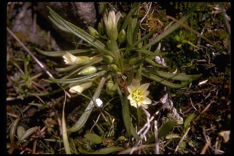 Lewisia del Nevada 8