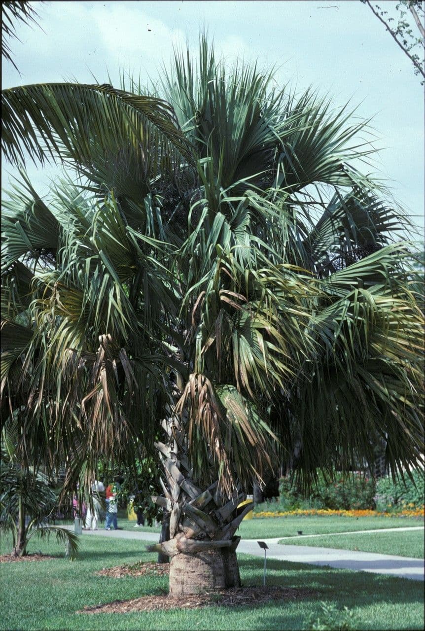 Palm competitive 2
