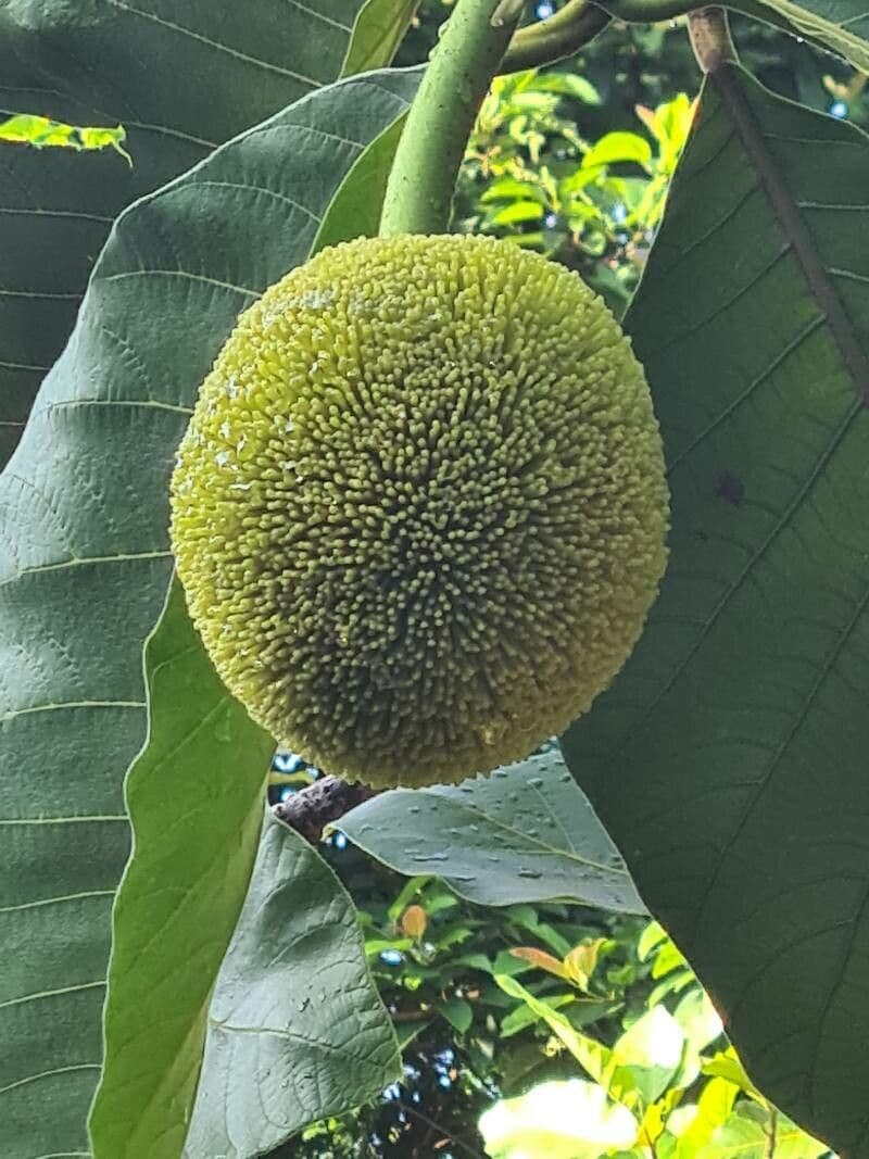 Artocarpus 5
