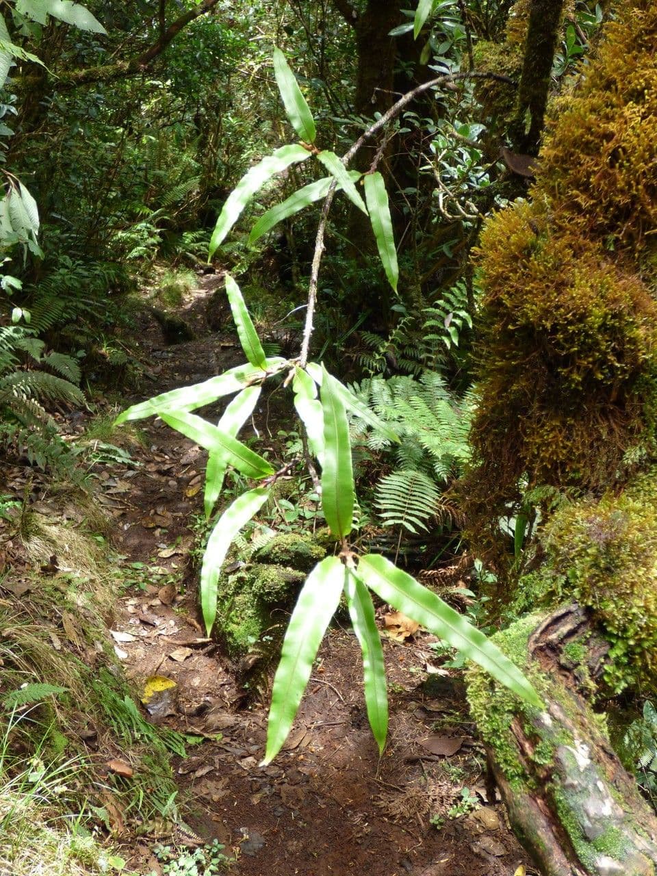 Oleandra distenta 7