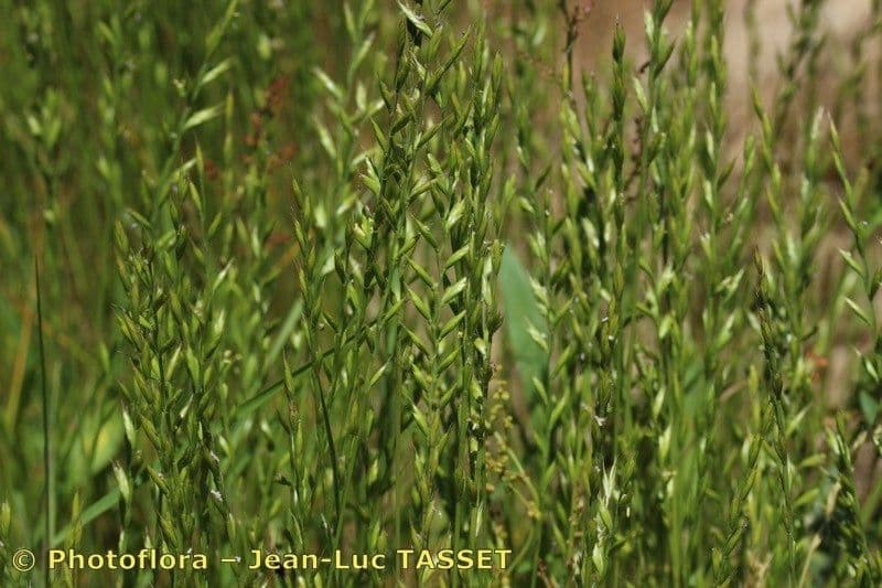 Festuca di Lachenal 5