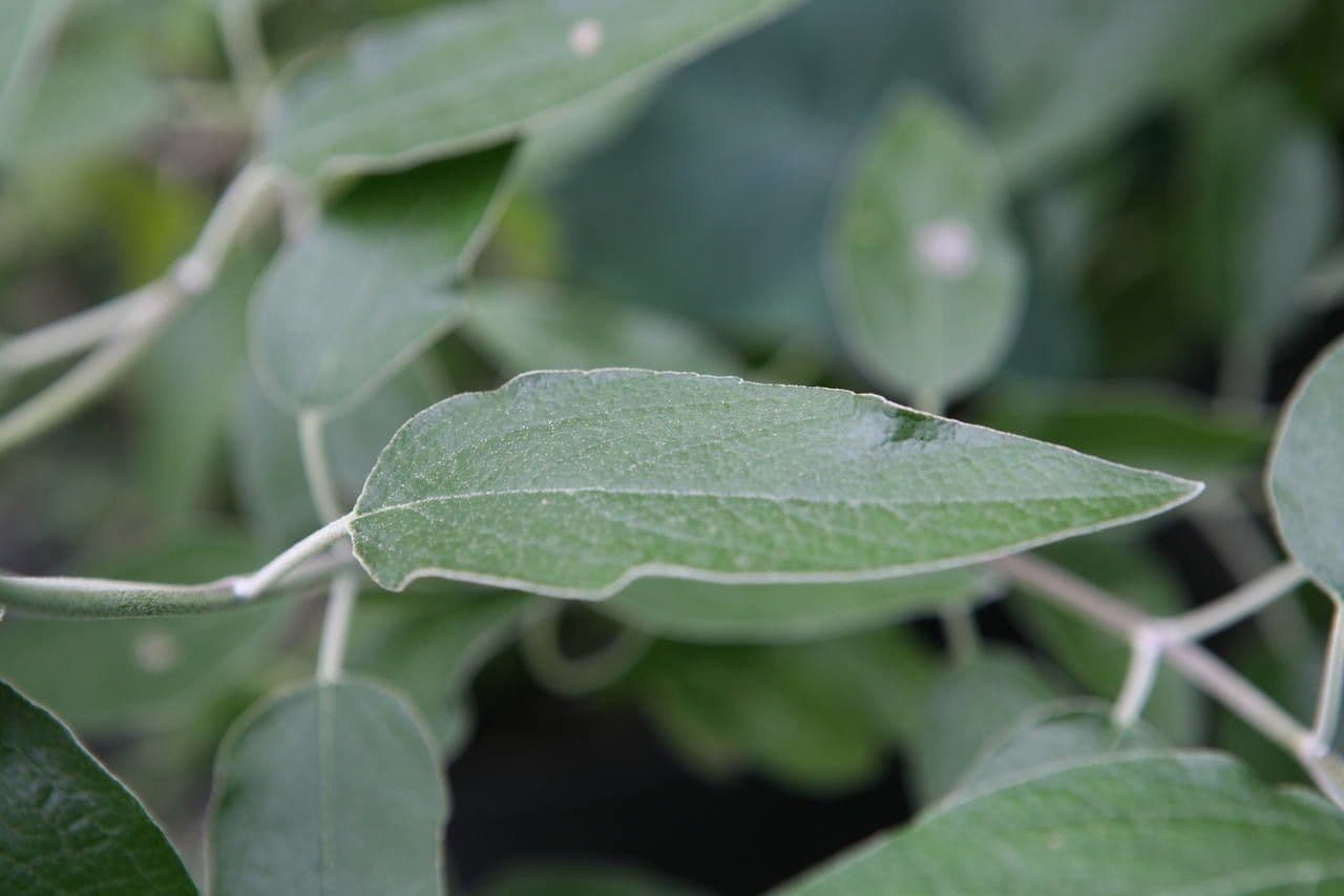 Salvia 11