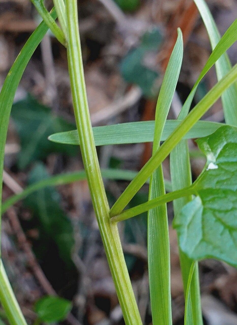 Coclearia danese 22