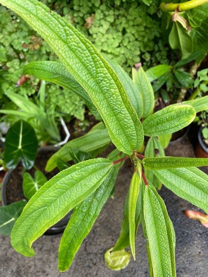 Ortica falsa pendula 19