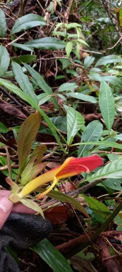 Columnea 2