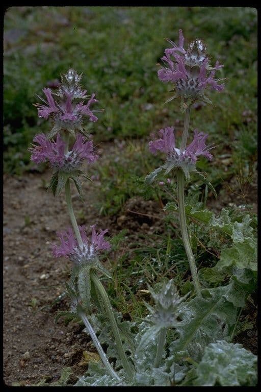 Salvia cardo 8