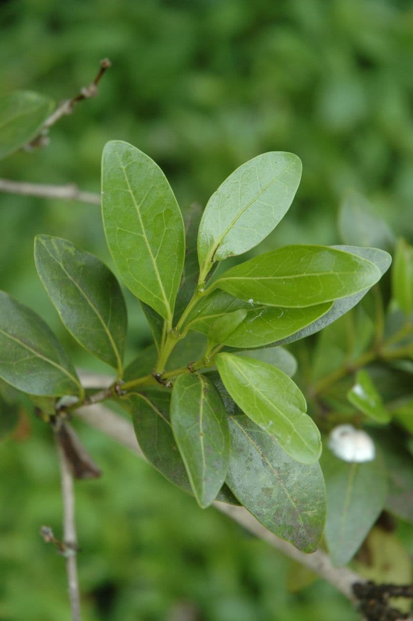 Psydrax odorata 7