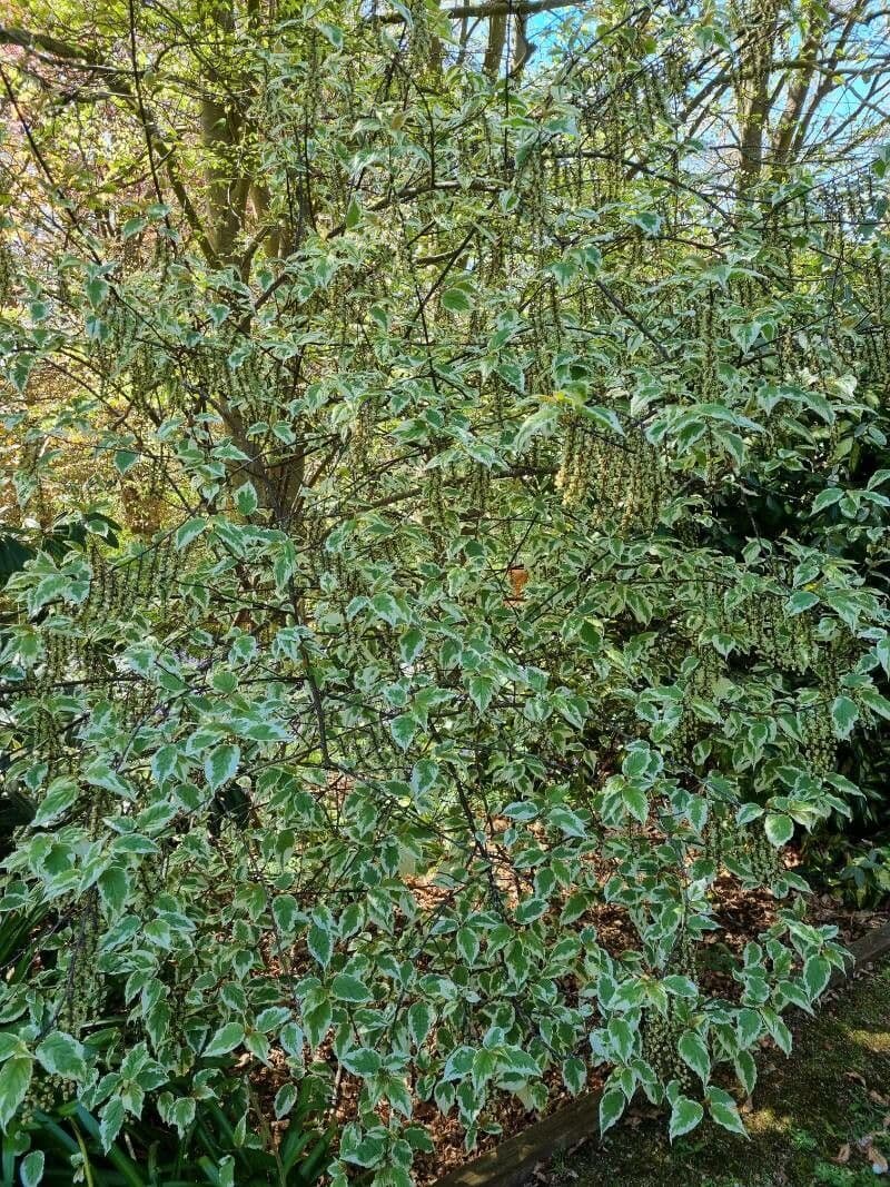 Chinese stachyurus 6