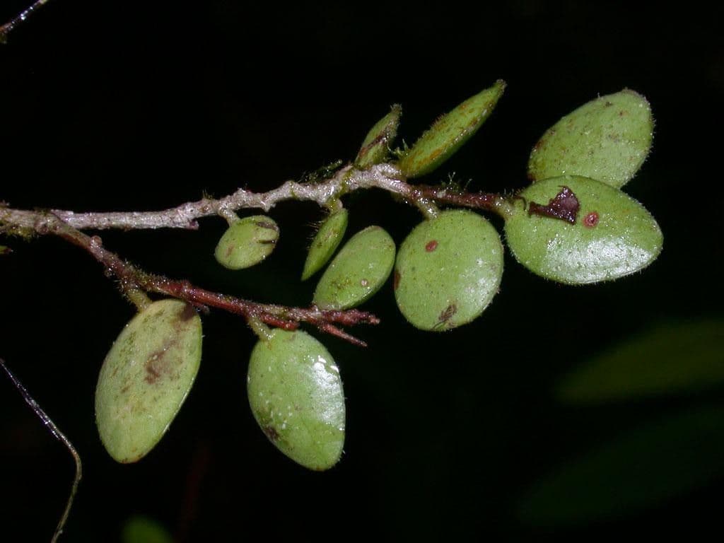 Sphyrospermum