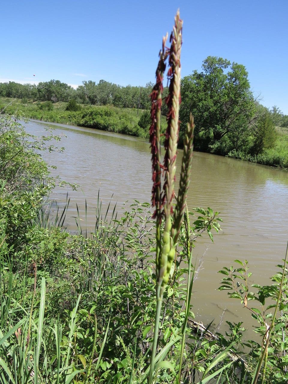 Tripsacum dactyloides 11
