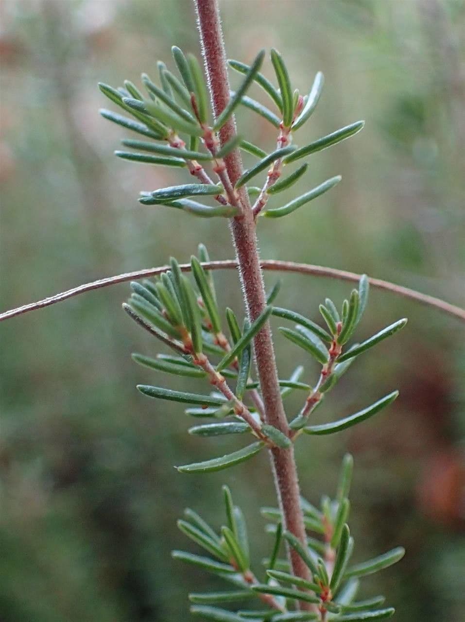 Graue Heide 23