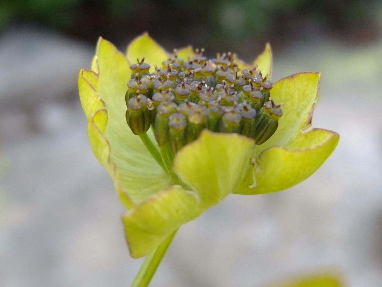 Bupleurum stellatum 4