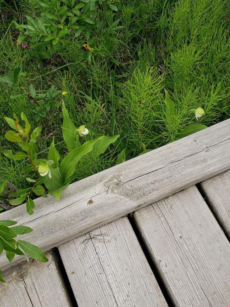 Cipripedio passerino 2
