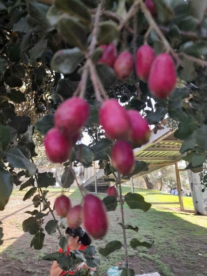Cryptocarya 3