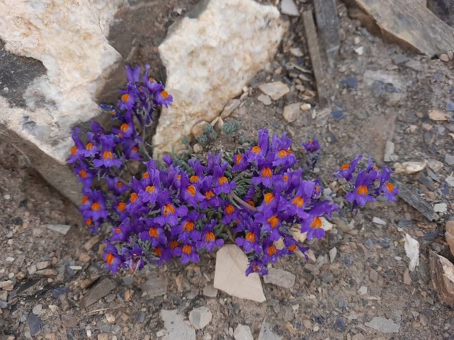 Linaria alpina 13