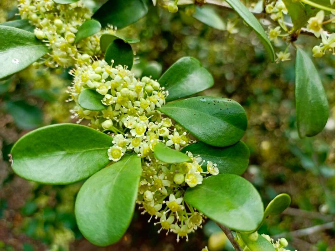 Emmenosperma 15
