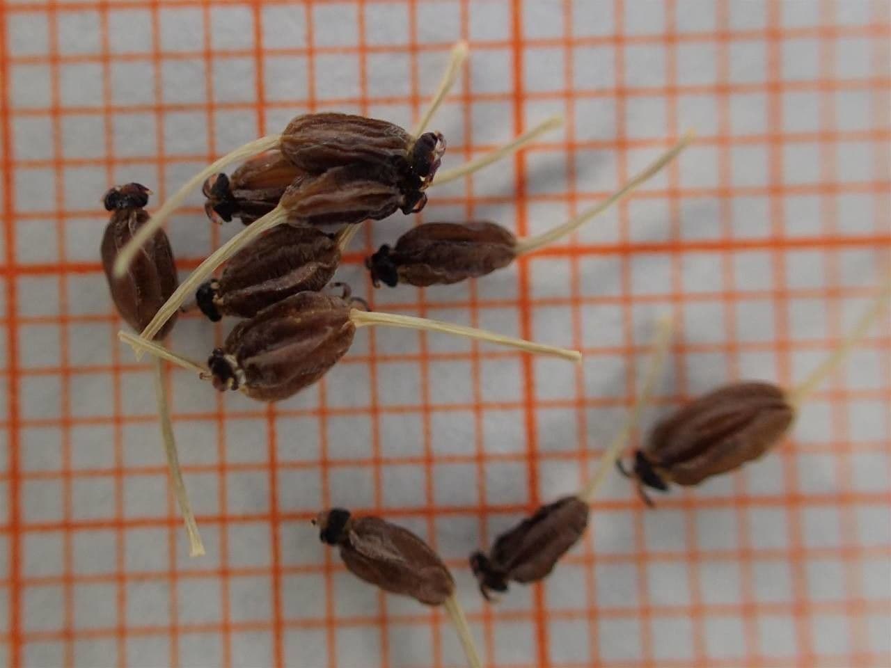Bupleurum stellatum 26