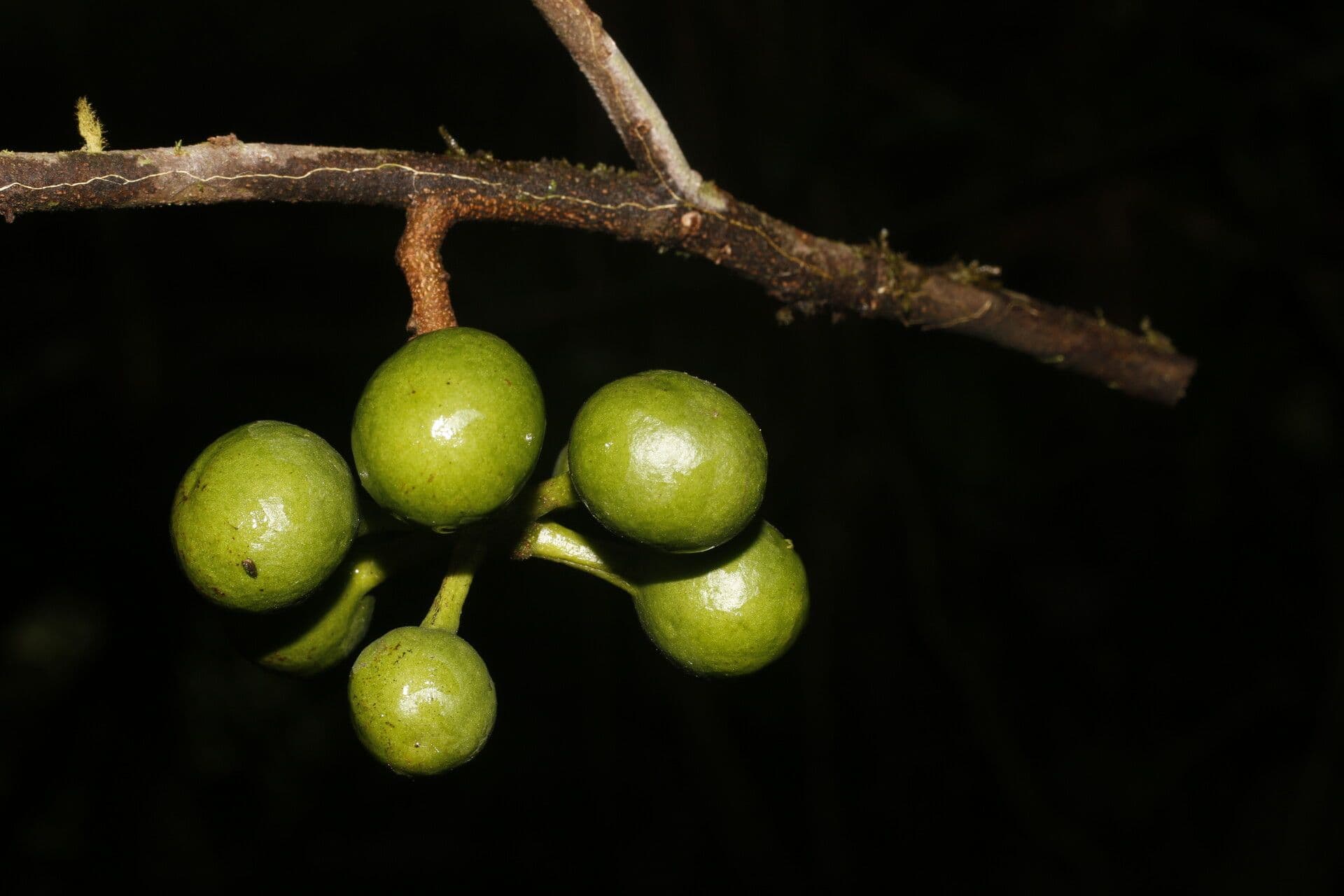 Unonopsis 5