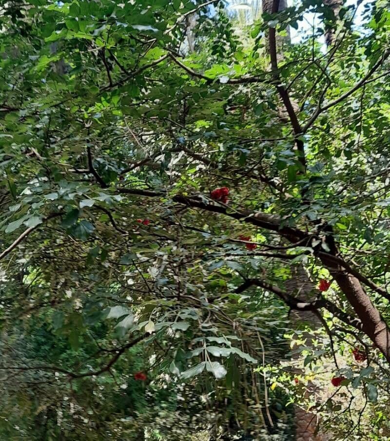 Albero fucsia 13