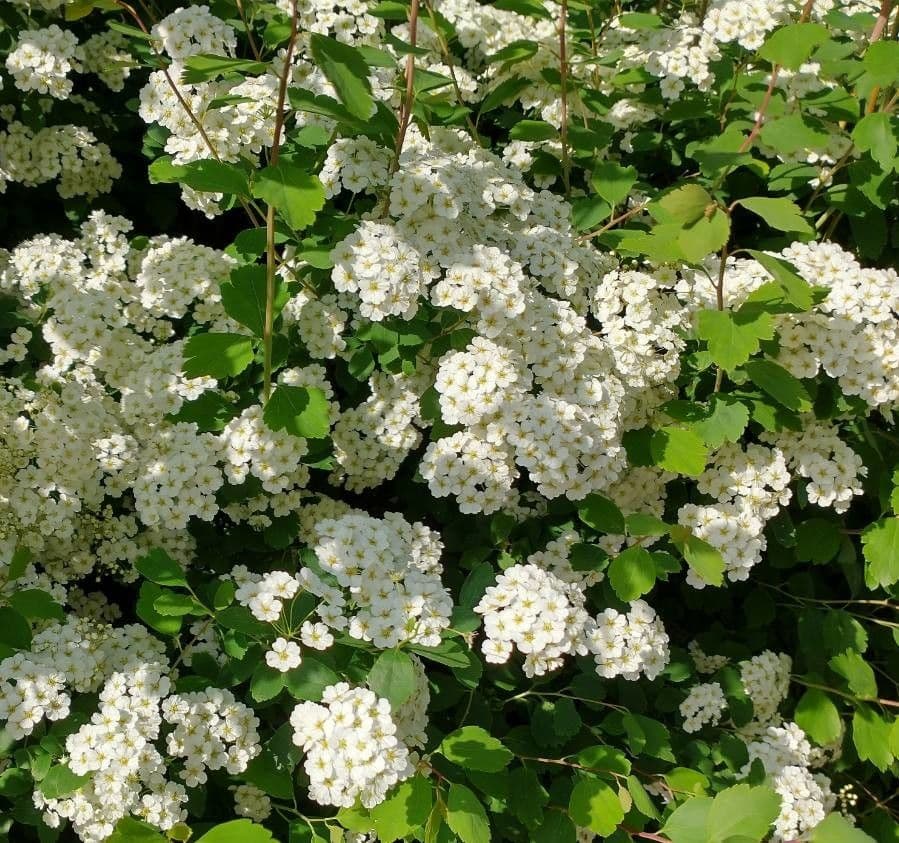 Spiraea ulmifolia 8