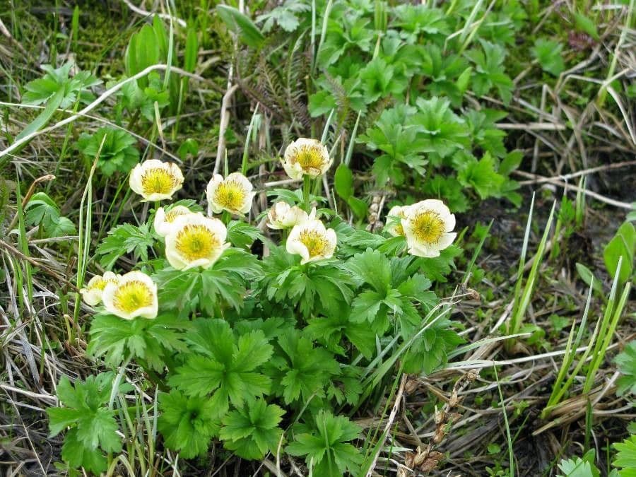 Trollius americano 5
