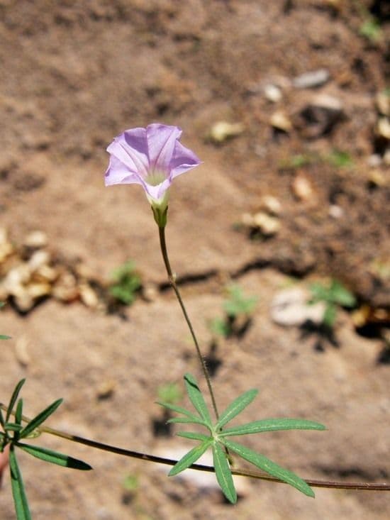 Ipomoea ternifolia 10