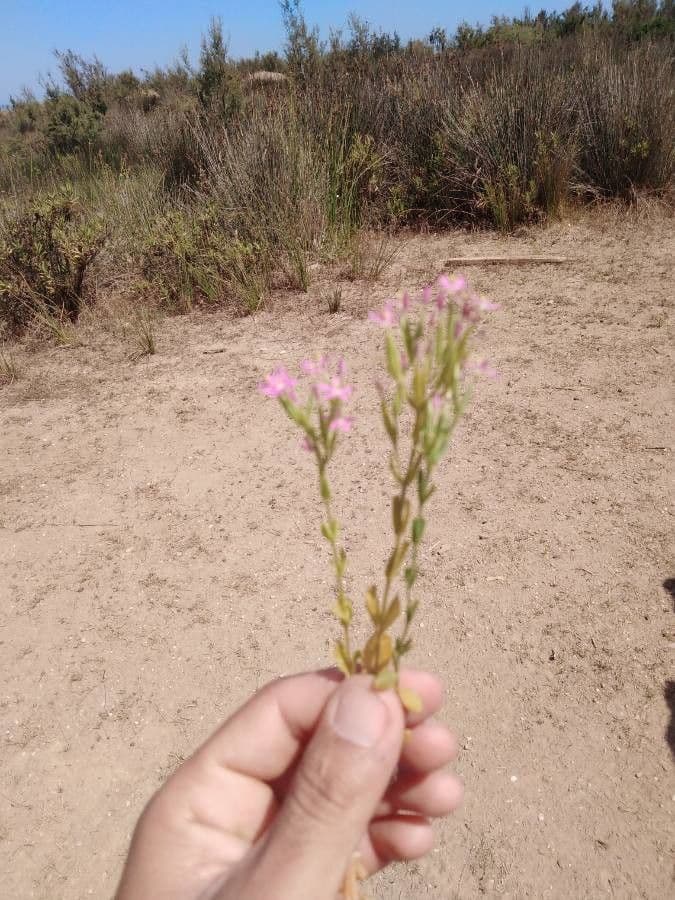 Centaurella tenuiflora 14