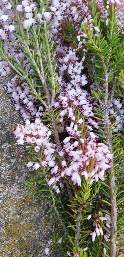 Cornwall-Heide 25