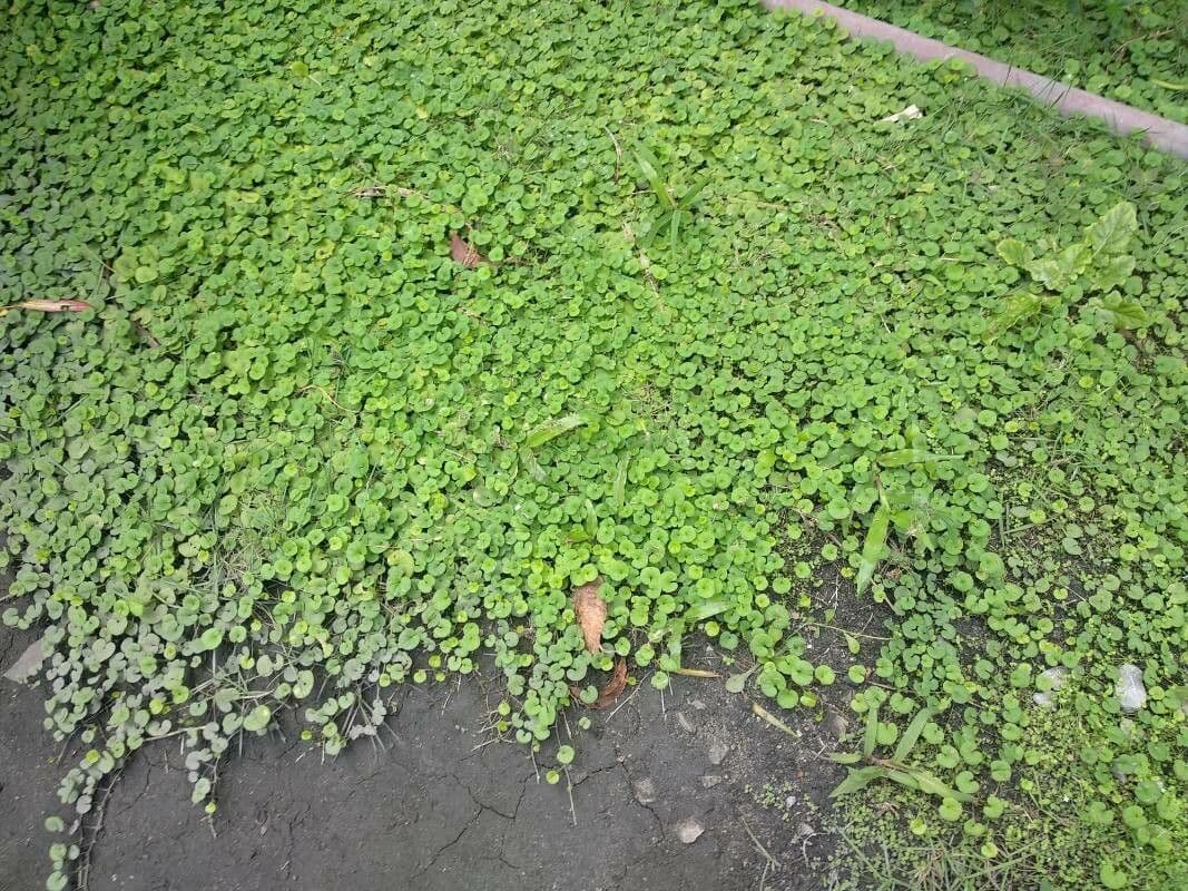 Dichondra a fiore piccolo 9