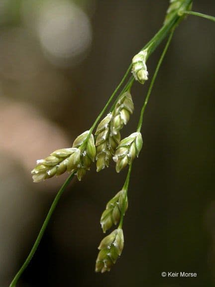 Glyceria striata 3
