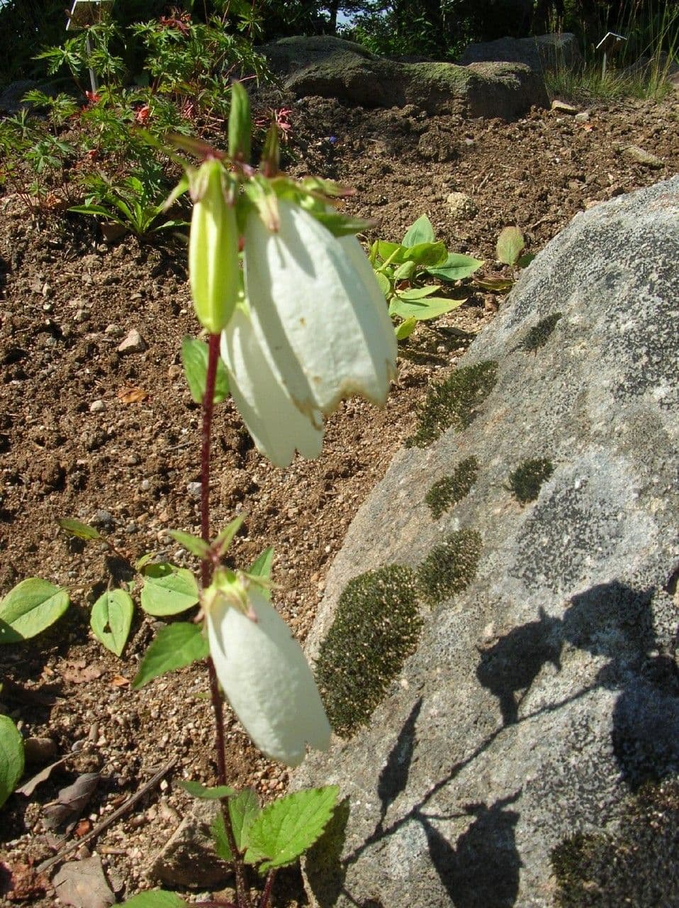 Campanula 12
