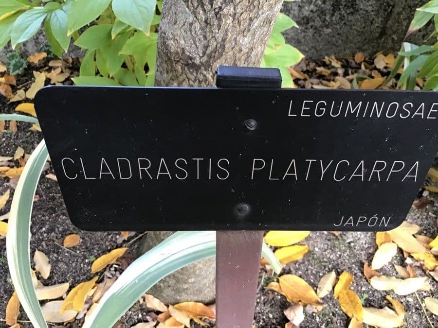 Platyosprion širokoplodý 6