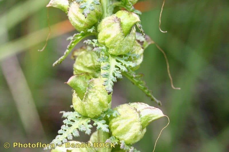 Pedicolare silvatica 2