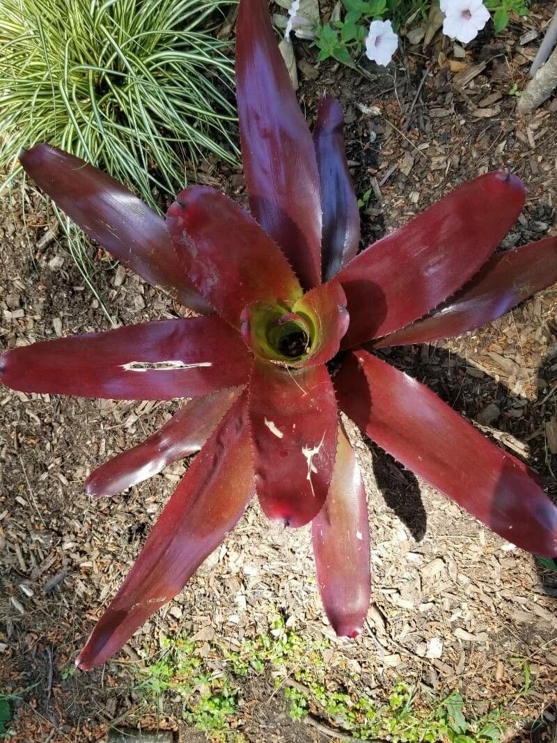 Neoregelia 7
