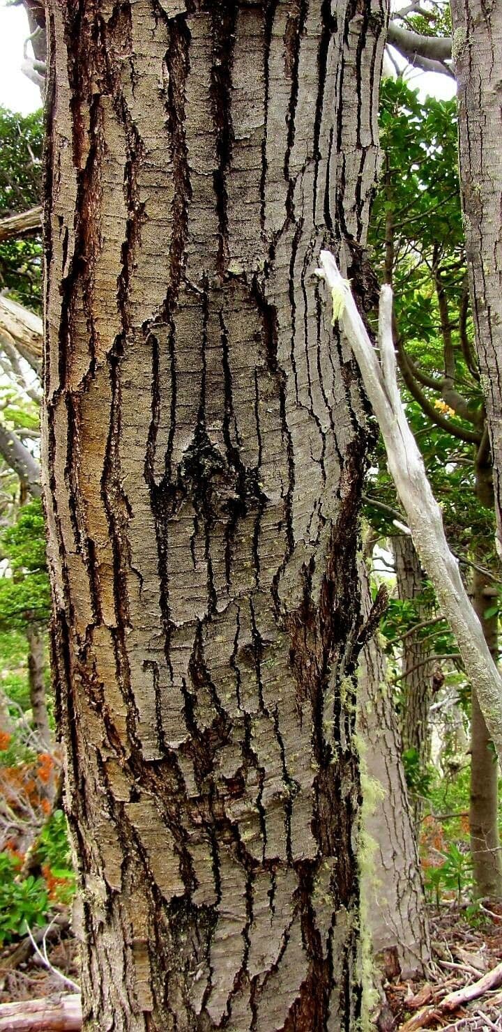 Nothofagus 16