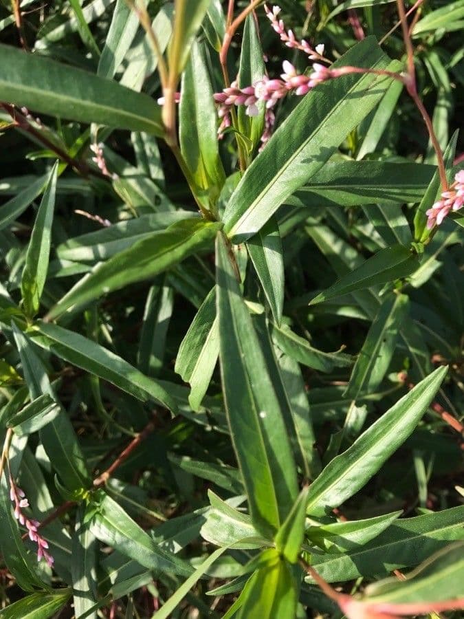 Persicaria ingannevole 8