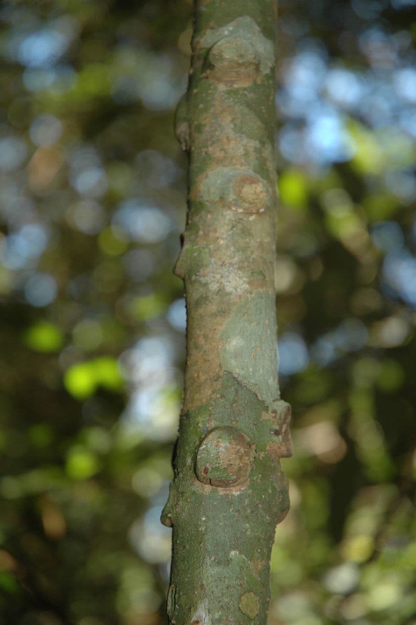 Ardisia 4