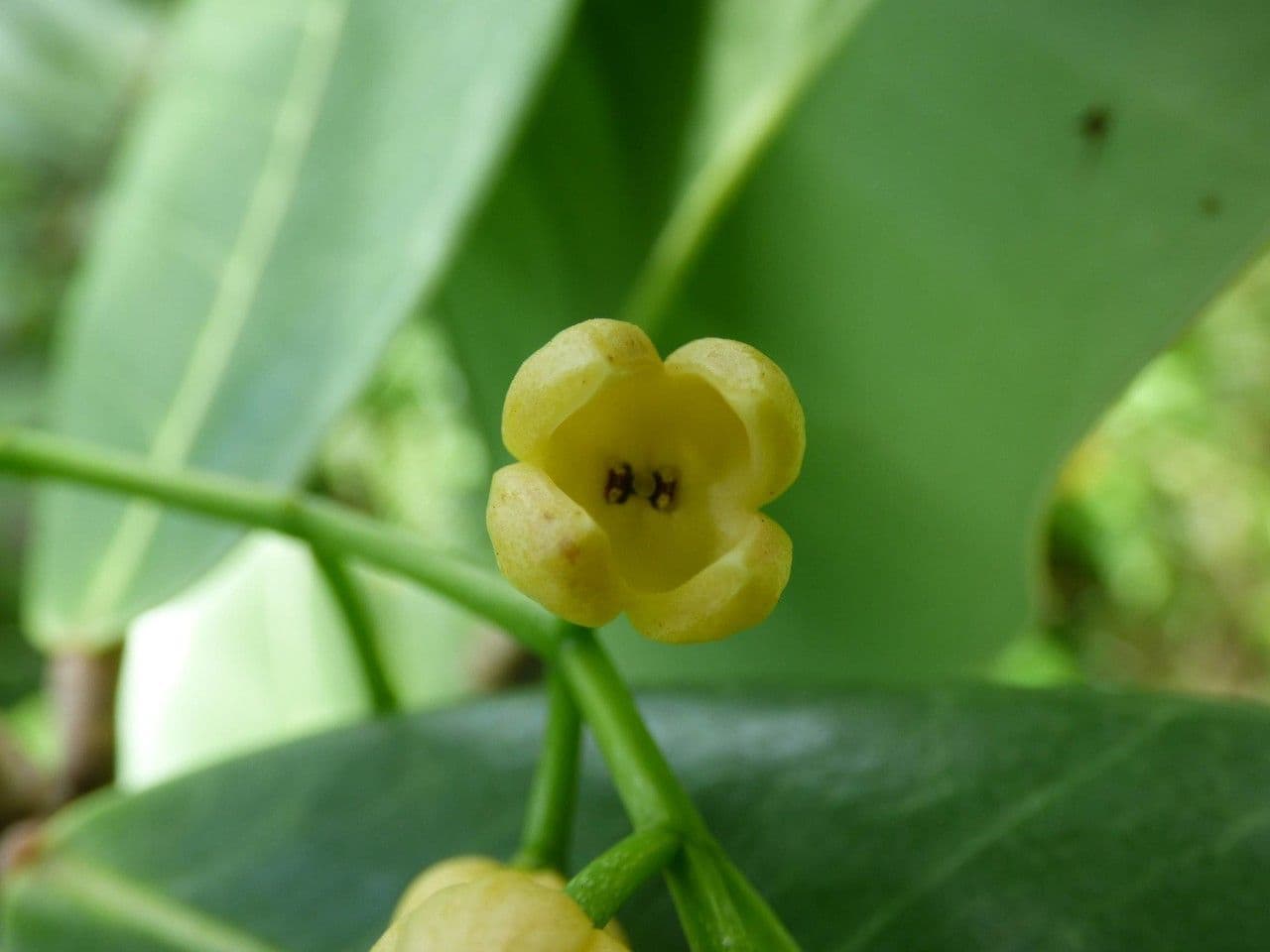 Madagaskar-Olive 7