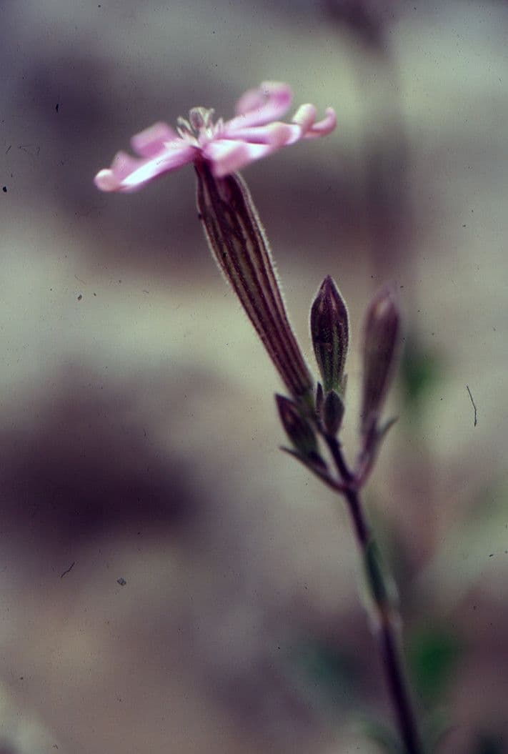Silene 2