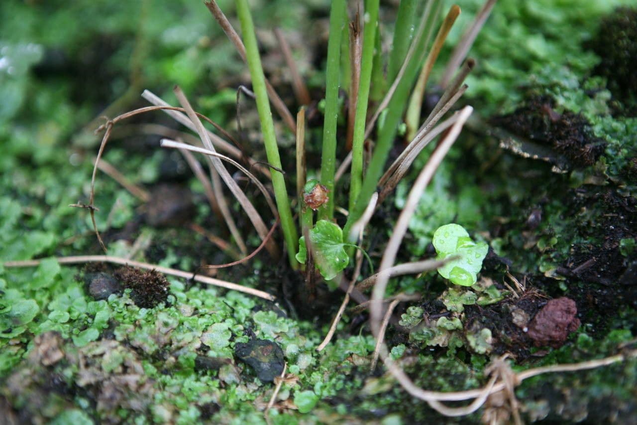 Długosz królewski 25